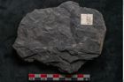 Foto (Detailansicht) von Ceratopetalum vivulare Ettingshausen (NHMW-GEO-2024-0188-10244)